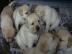 Wunderbare Labrador Retriever Welpen zu