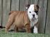 english bulldog puppy