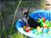 Wundersch�ne Franz. Bulldogge !