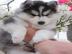 Gesund-super nette pomsky Welpen bereit,