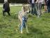 Tschechoslowakischer Wolfhund Welpen