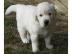 S�sse Golden Retriever Welpen, geimpft u