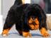 Do-Khyi - Tibetdogge- welpen - FCI Papie