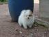 Purebred Pomeranian / Pommerschen Welpen