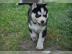 Reinrassige Siberian Husky Welpen