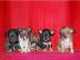 Super s��e mini chihuahua welpen mit pa