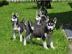 Suche Interessenten f�r Husky Welpen