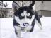 Brillante Husky-Welpen