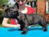 Franz�sisch Bulldogge-Welpen, ( 3 H�ndin
