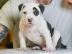 American PitBull Welpen