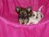 2 Traumhafte reinrassige Chihuahua Welpe