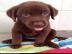 Labrador Retriever Welpen zu verkaufen w