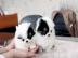 Sch?ne Pomeranian welpen mit Papiere
