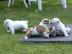 Perfekte S??e Englisch Bulldogge Welpen