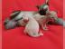 Reinrassigen Sphynx Elf K�tzchen