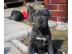 Noch 3 S��e Cane Corso Welpen in liebevo