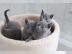 Russisch blau Kitten 12 Wochen alt