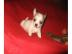 MINI MINI Chihuahua Preis: 150