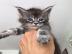 Wundersch�ne Maine-Coon-Katzen abzugeben