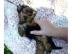 Mini Yorkshire Terrier Welpen