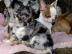 S��e Chihuahuawelpen suchen neues Traum-