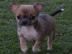 Liebevolle Erh?ltlich Mini-Chihuahua-Wel