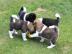 American akita pups Amerikaanse akita pu