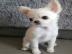 Super s??e MINI chihuahua welpen mit Pap