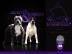 American bully puppies with pedigree!