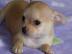 X-MAS Chihuahua welpen(150 euros)