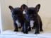 Wundersch?ne Franz?sisch Bulldoggen