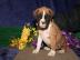 Boxer welpen Weiblich und m�nnlich