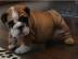 Extra-Qualit�t englische Bulldogge