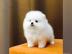 (Pomeranian)Welpe Watzap :+491732426064