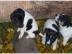 Jack Russel Terrierwelpen