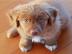 Liebevolle Golden Retriever Welpen f�r R