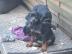 Reinrassige Dobermann Welpen
