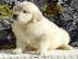 Golden Retriever-Welpen