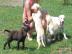Wundersch�ne Labradorwelpen abzugeben