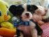 Zuckers��e Reinrassige Mini Chihuahua we