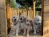 Golden Retriever Welpen zu verkaufen