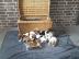 Bildsch�ne Jack-Russell-Welpen in Liebe