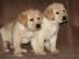 Zertifizierte Pedigree Labrador Welpen