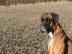 Welpen Deutscher Boxer mit Papiere