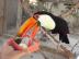 Toco toucan WhatsApp +32 466 49 29 01  o