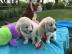 Golden Retriever Welpen ab sofort abzuge