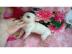 Chihuahua Welpe Whatsapp (+32466492901)