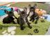 Franz?sische Bulldogge Welpe H?ndin Blau