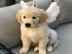Wundersch�ne Golden Retriever Welpen f�r