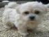 Rehome AKC m�nnlich / weiblich Malteser